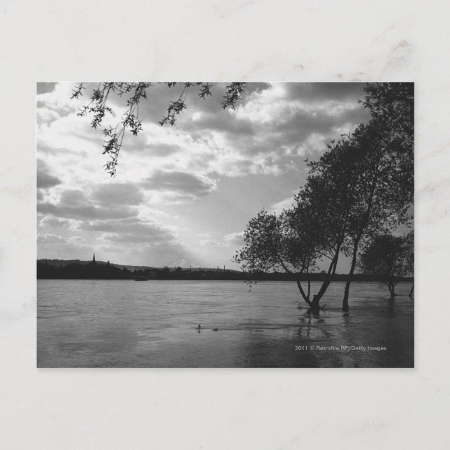 Carte Postale Arbres par lac B&W (Devant)