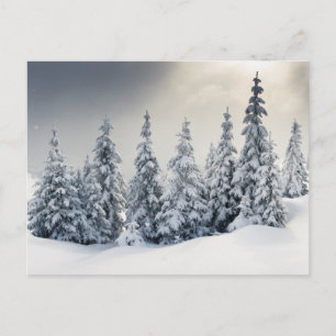 Carte Postale Arbres Recouverts De Hoarfrost Et De Neige