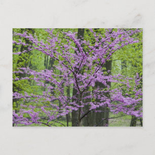 Carte Postale Arbres Redbud en pleine floraison printanière près