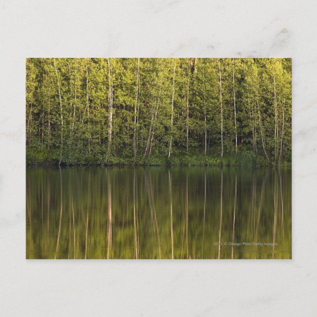 Carte Postale Arbres Reflétés Dans L'Eau (Devant)