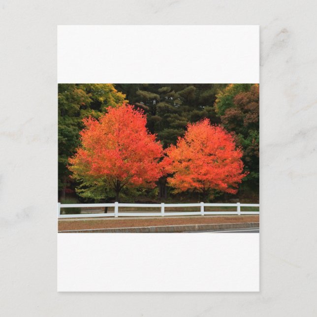 Carte postale Arbres rouges (Devant)