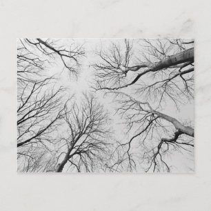 Carte Postale Arbres sans feuilles dans le bois de Thiepval