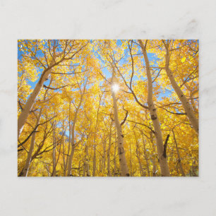 Carte Postale Arbres trembles Montagnes de Sierra Nevada, Cali