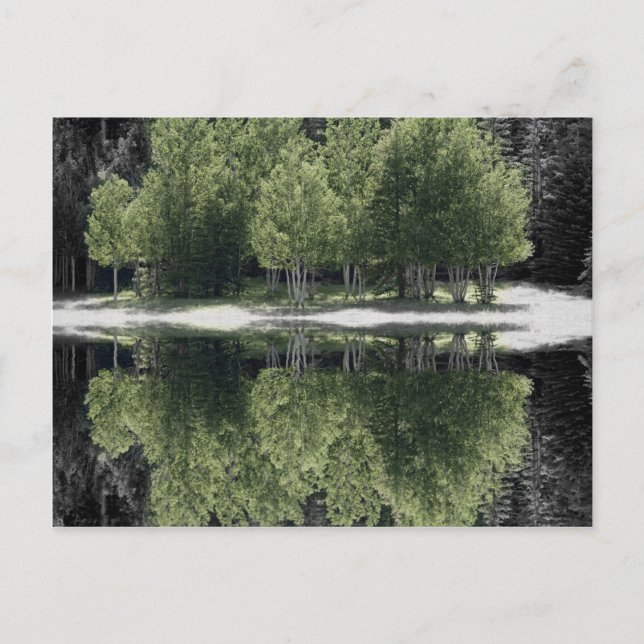 Carte Postale Arbres verts (Devant)