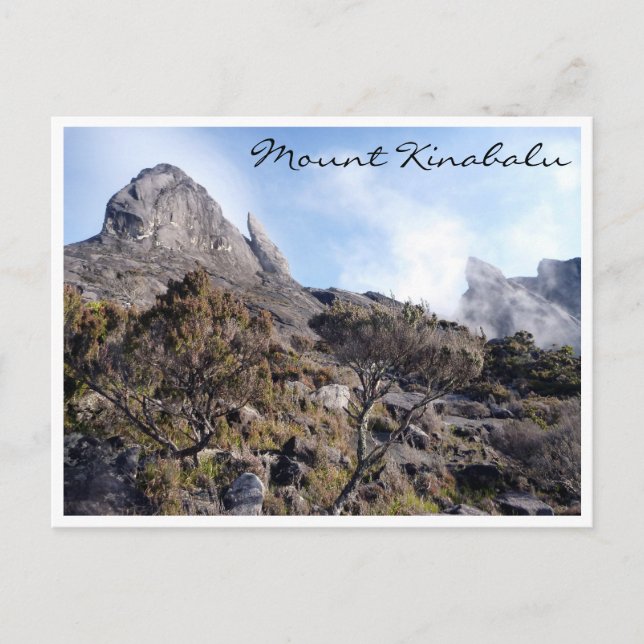 Carte Postale arbustes de Kinabalu (Devant)