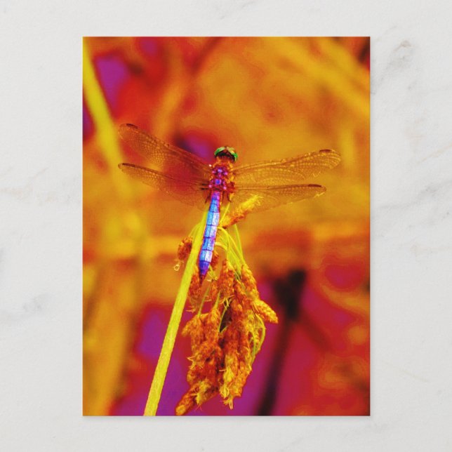 Carte Postale Arc-en-ciel libellule sur ambre et fuschie (Devant)