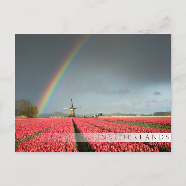 Carte postale arc-en-ciel, tulipes et bar du mouli (Devant)