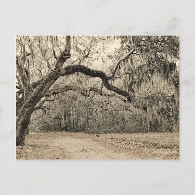 Carte postale Arch of Oakes (Devant)