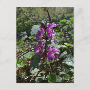 Carte Postale Archange pourpre (Lamium purpureum) en fleur