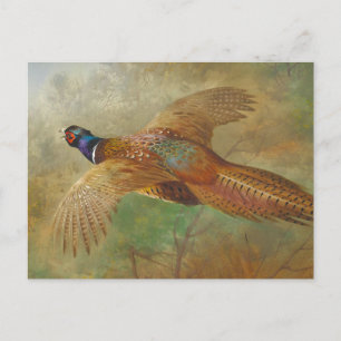 Carte Postale Archibald Thorburn faisan volant CC0583