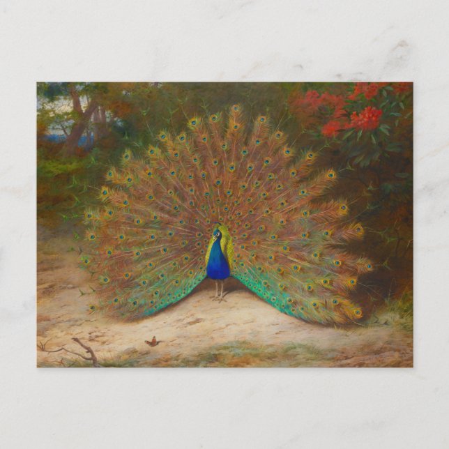Carte Postale Archibald Thorburn Peacock (Devant)