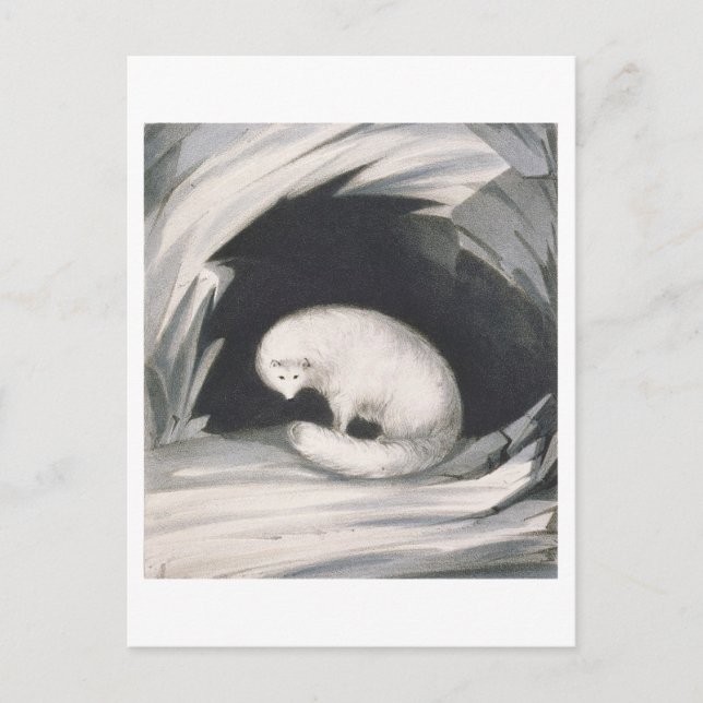 Carte Postale Arctic Fox, from 'Narrative of a Second voyage in (Devant)