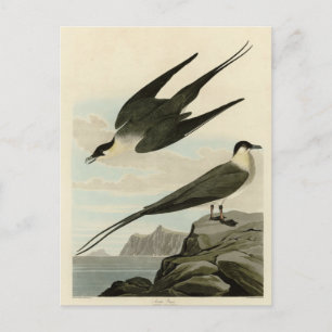 Carte Postale Arctic Yager (Jager) - Audubon's Birds of America