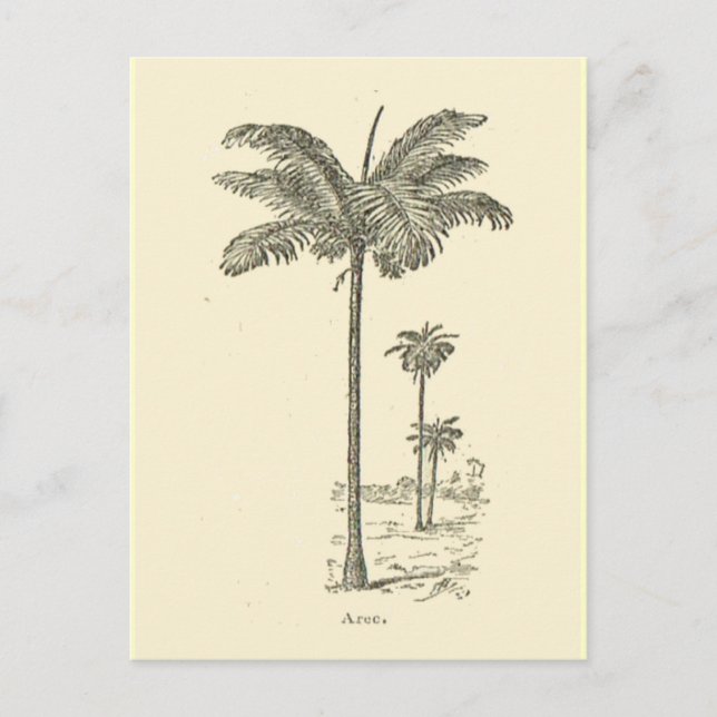 Carte Postale Arec, type de palmier (Devant)