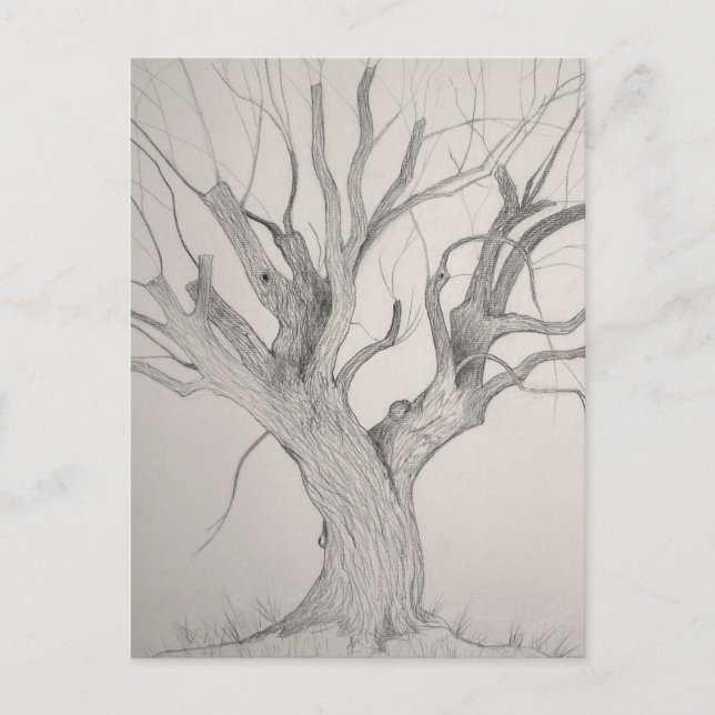 Carte postale Argent Maple (Devant)