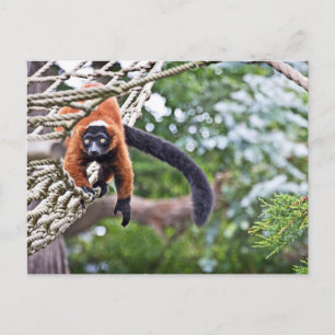 Carte Postale Argent Sur Arbre