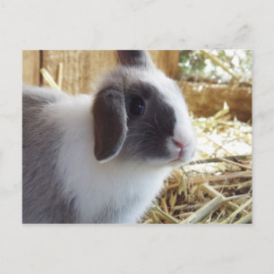 Carte Postale Argentée