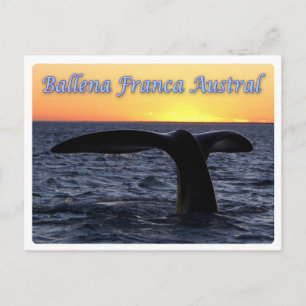 Carte Postale Argentine - Ballena franca austral -