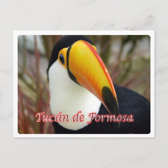 Carte Postale Argentine - Tucán de Formosa (Devant)