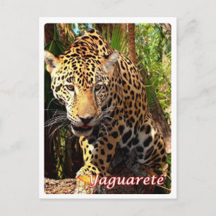 Carte Postale Argentine - Yaguareté -