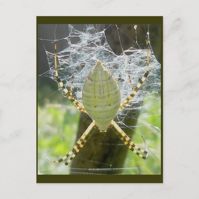 Carte postale Argiope Bande Argiope Vue Dorsale (Devant)
