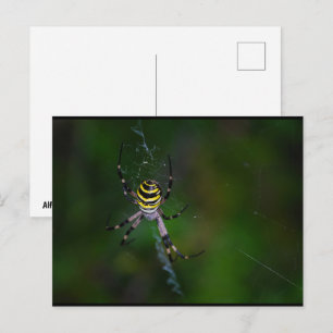 Carte Postale Argiope bruennichi, Guêpe araignée, Araignée de ja
