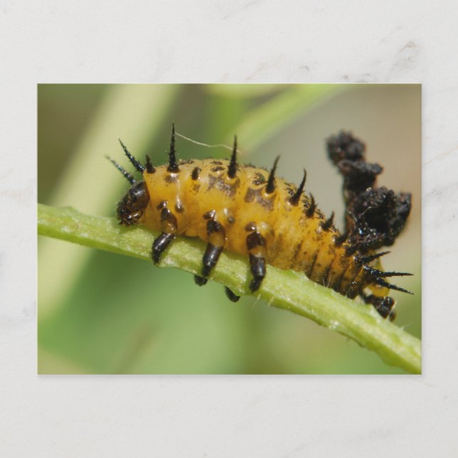 Carte postale Argus Tortoise Shell Beetle Larva (Devant)