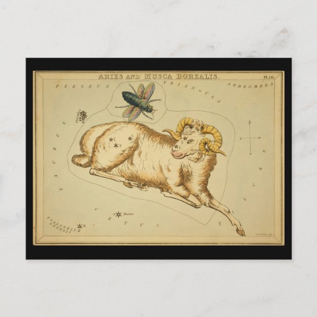 Carte Postale Aries et Musca Borealis (Devant)