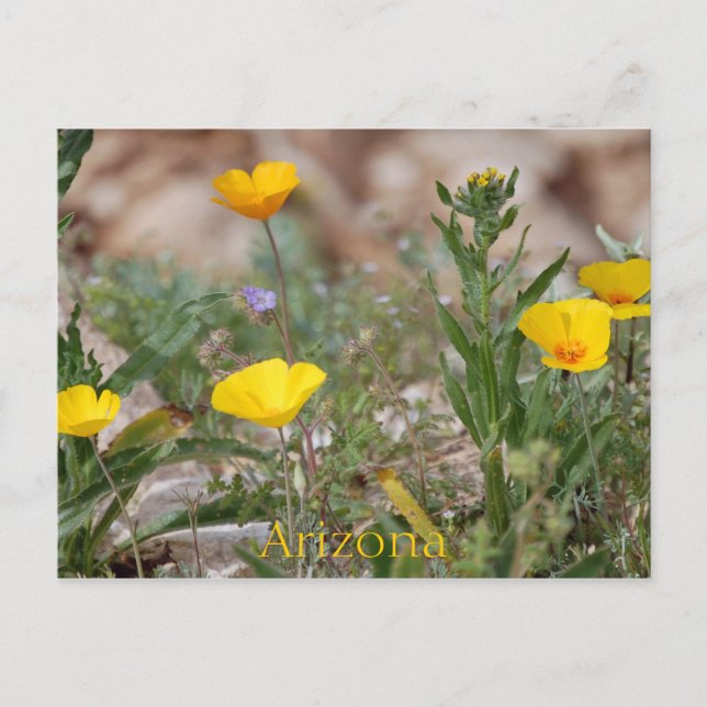 Carte postale Arizona (Devant)