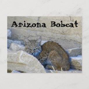 Carte Postale Arizona Bobcat