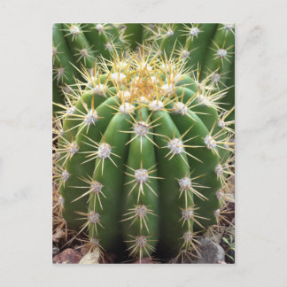 Carte Postale Arizona Cactus