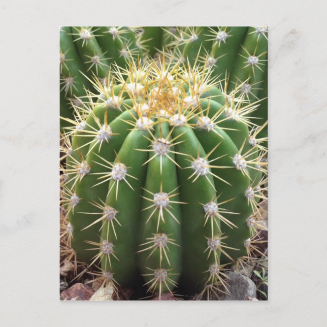Carte Postale Arizona Cactus (Devant)
