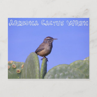 Carte Postale Arizona Cactus Wren
