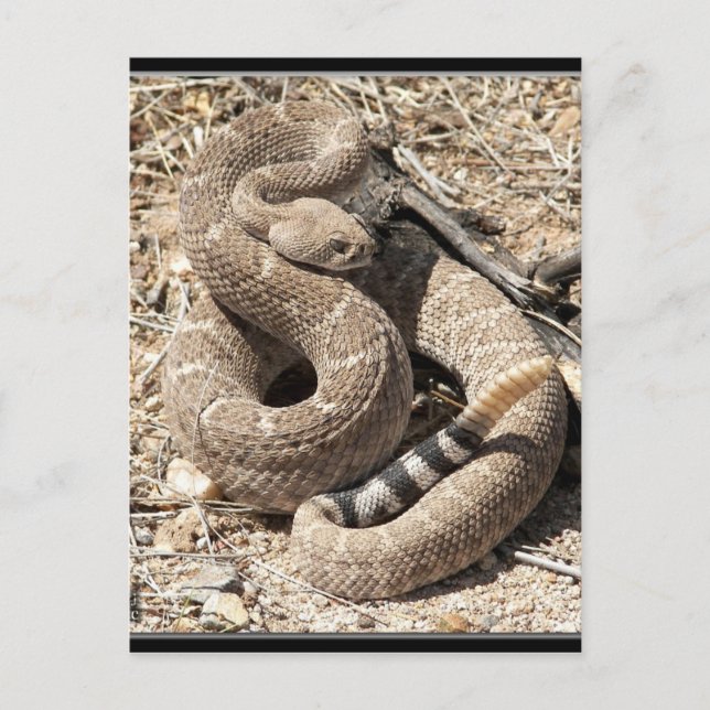 Carte Postale Arizona DIamondback Rattlesnake (Devant)