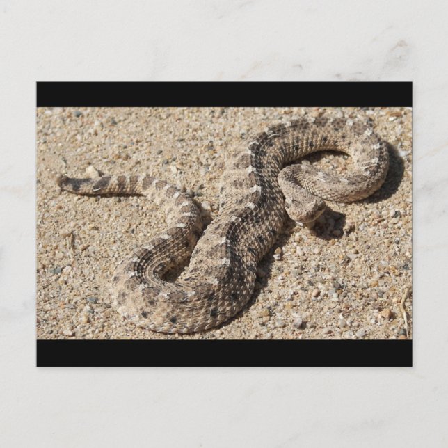 Carte Postale Arizona Horned Sidewinder Rattlesnake (Devant)