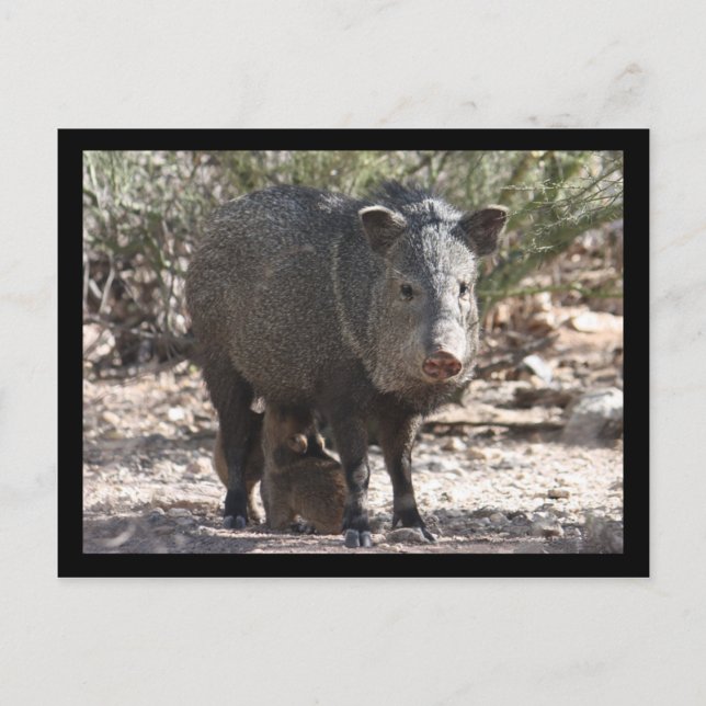 Carte postale Arizona Javelina (Devant)