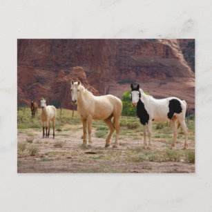 Carte Postale Arizona, Navajo réserve indienne, Chinle,