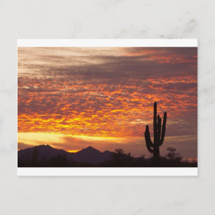 Carte Postale Arizona Novembre Sunrise Avec Saguaro