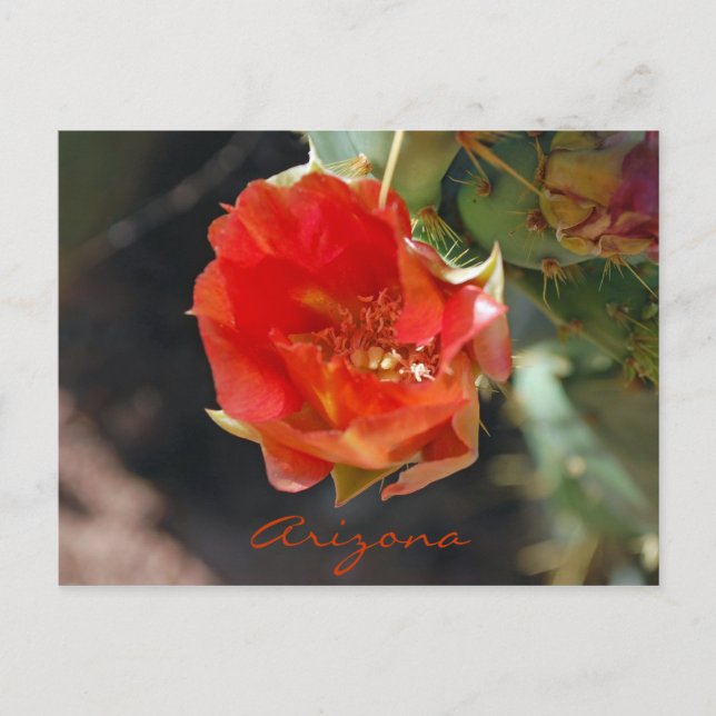 Carte Postale Arizona Postcard (Devant)