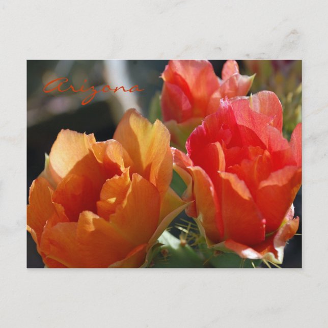 Carte Postale Arizona Postcard (Devant)