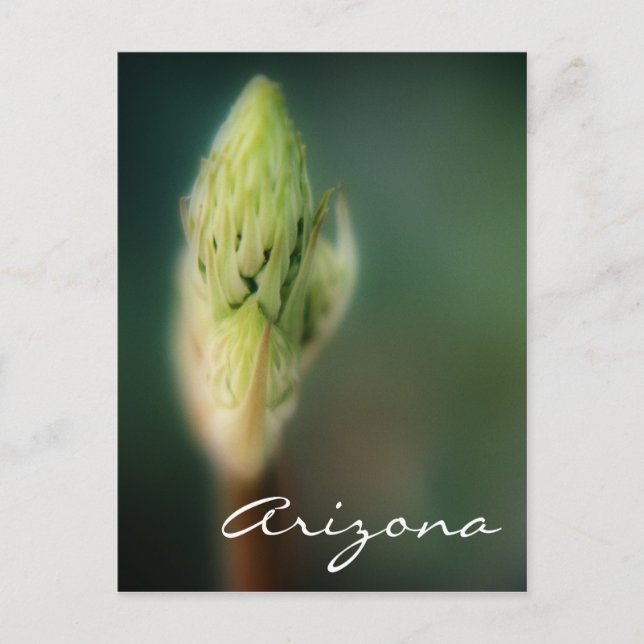 Carte Postale Arizona Postcard Spring Bud Modèle (Devant)