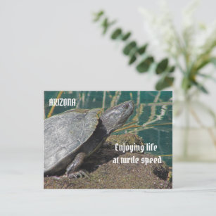 Carte Postale Arizona Profitant Retraité Turtle Photo Drôle