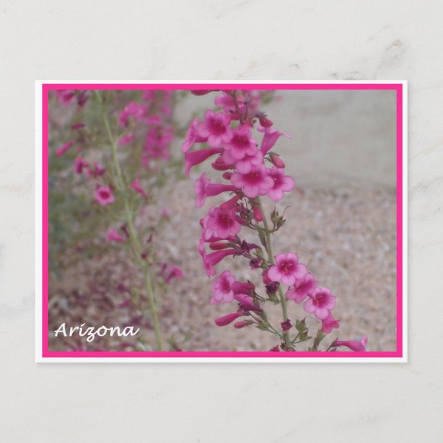 carte postale arizona rose Penstemon (Devant)