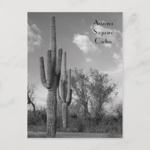 Carte postale Arizona Saguaro
