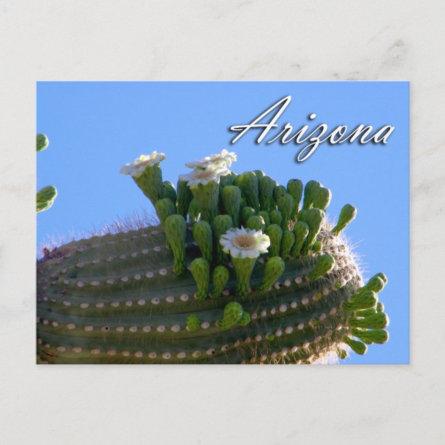 Carte postale Arizona, Saguaro Cactus (Devant)