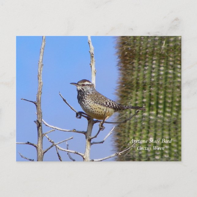 Carte Postale Arizona State Bird (Devant)