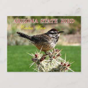 Carte Postale Arizona State Bird - Cactus Wren