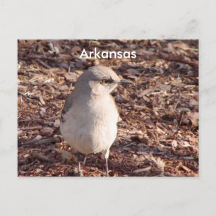 Carte Postale Arkansas Mockingbird