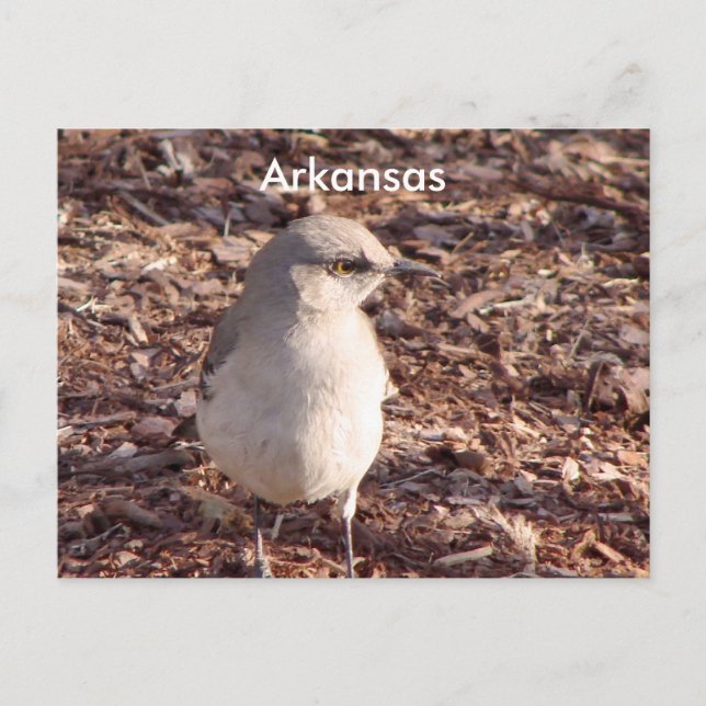 Carte Postale Arkansas Mockingbird (Devant)