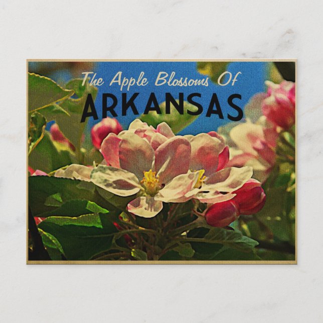 Carte Postale Arkansas Pomme fleurit (Devant)